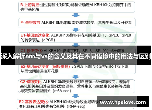 深入解析am与vs的含义及其在不同语境中的用法与区别